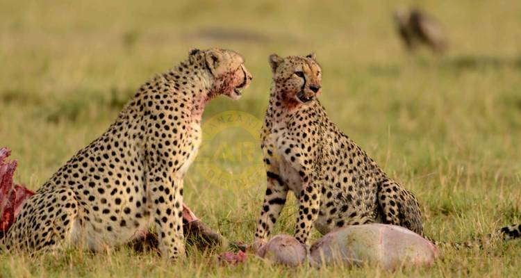 cheetah feeding